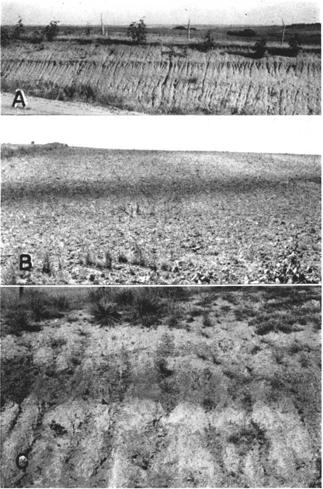 Three black and white photos of dark band of buried soild withing lighter Sanborn loess.