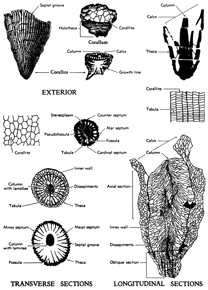 Structural features are shown for exterior, transverse, and longitudinal views.