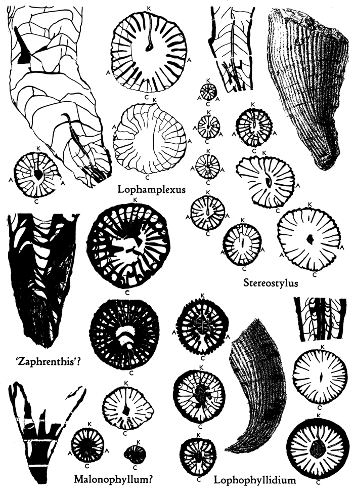 Black ink drawings of Lophamplexus, Stereostylus, Zaphrenthis?, Malonophylum?, and Lophophyllidium.
