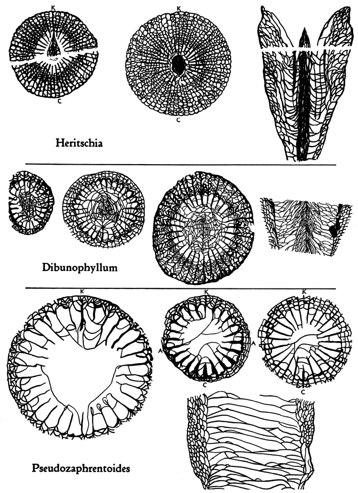 Black ink drawings of Heritschia, Dibunophyllum, and Pseudozaphrentoides corals.
