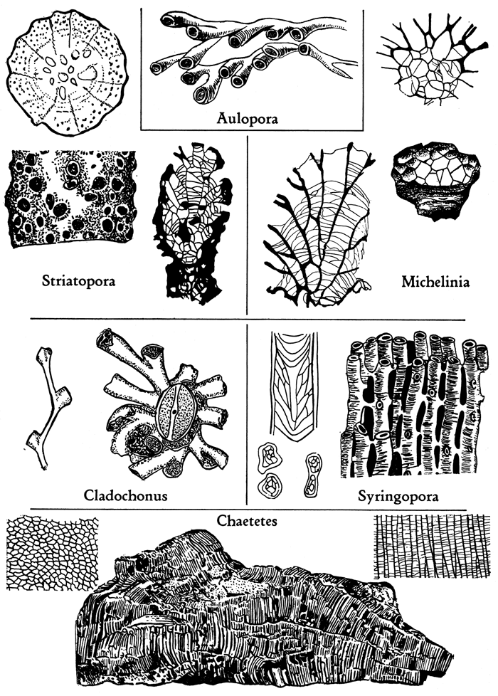 Black ink drawings of Striatopora, Michelinia, Cladochonus, Syringopora, abd Chaetetes corals.