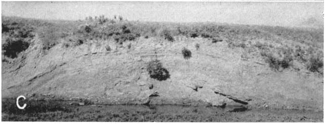 Black and white photo showing roadcut; structure of formation is anticline.