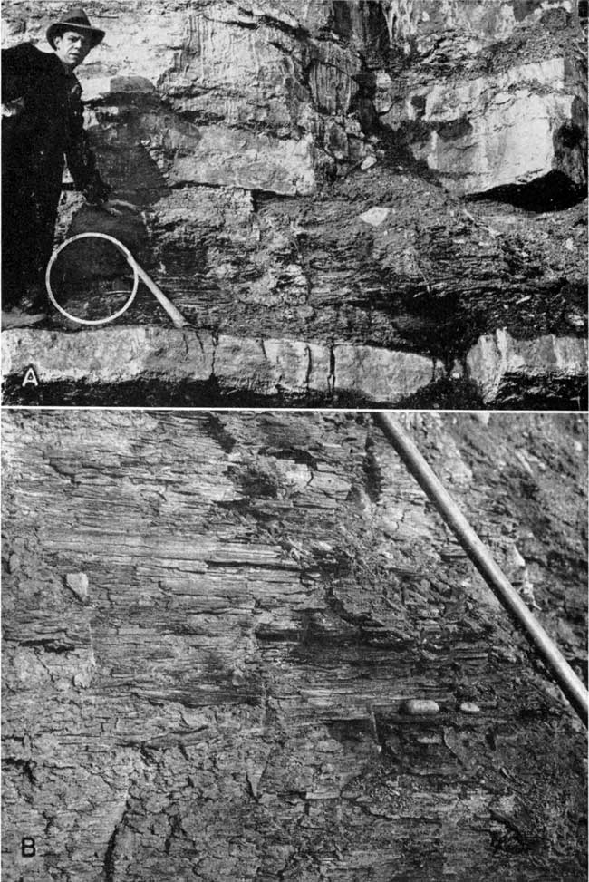 Two black and white photos; top photo is of man standing on limestone ledge (1 foot thick) pointing to area of shale (3 feet thick) above limestone; bottom photo is closeup of shale.