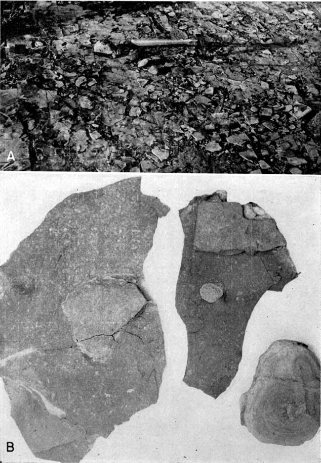 Two black and white photos; top photo is of nodules on floor of quarry, rock hammer for scale; bottom photo is closeup of nodules.