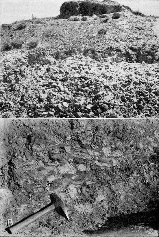 Two black and white photos; top is cobble zone at base of the Cretaceous; bottom is clay conglomerate in sandstone at base of the Dakota formation.