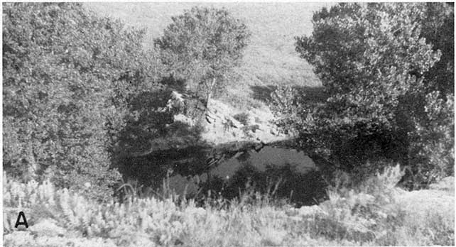 Black and white photo showing water-filled sinkhole surrounded by trees.