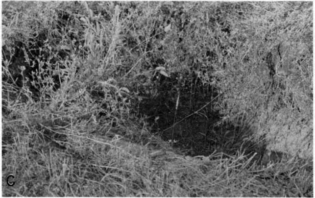 Black and white photo of small, shallow hole in sparsely vegetated ground.