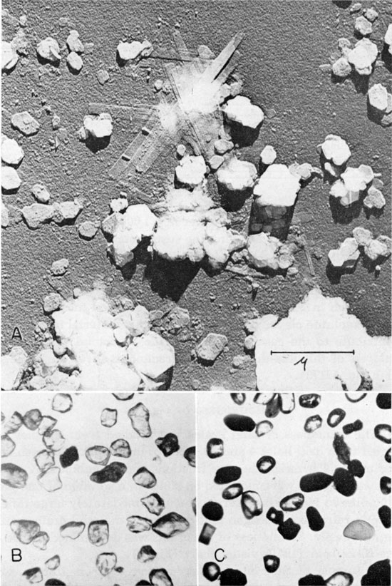 Three photomicrographs.