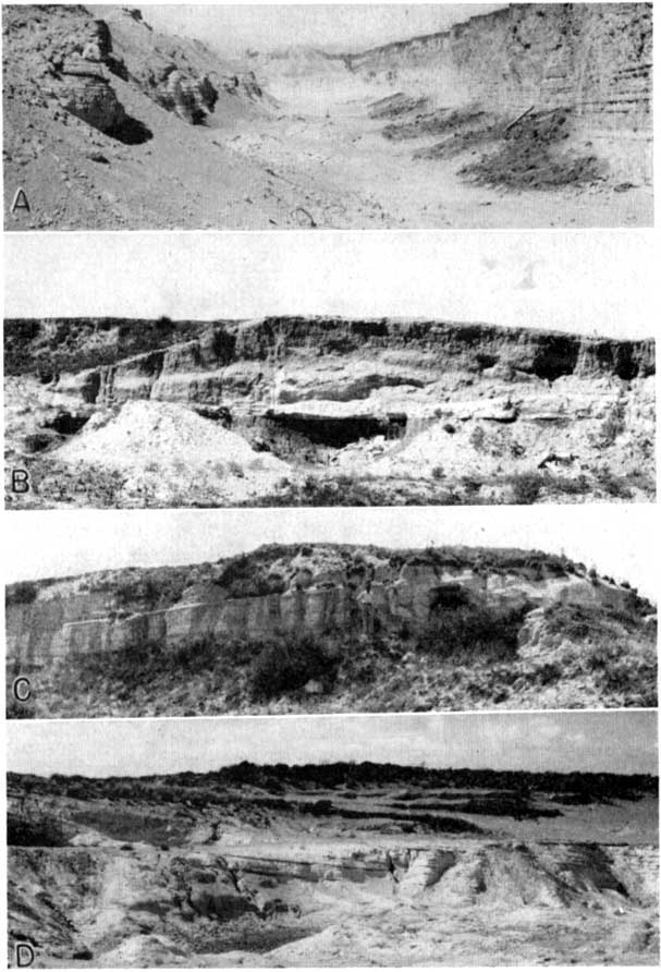 Four views of Pearlette ash in Meade, Logan, Trego, and Grant Counties.