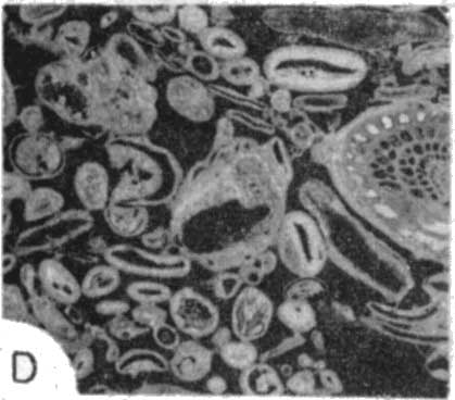 photomicrograph 1d