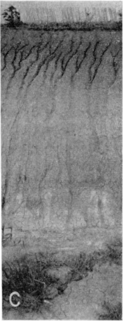 black and white photo, Peoria loess and Sangamon soil.