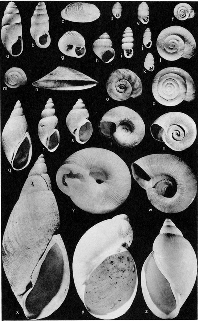 Black and white plate of samples