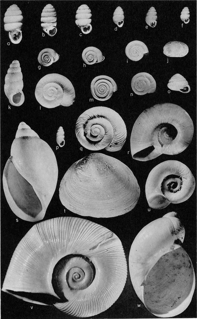 Black and white plate of samples