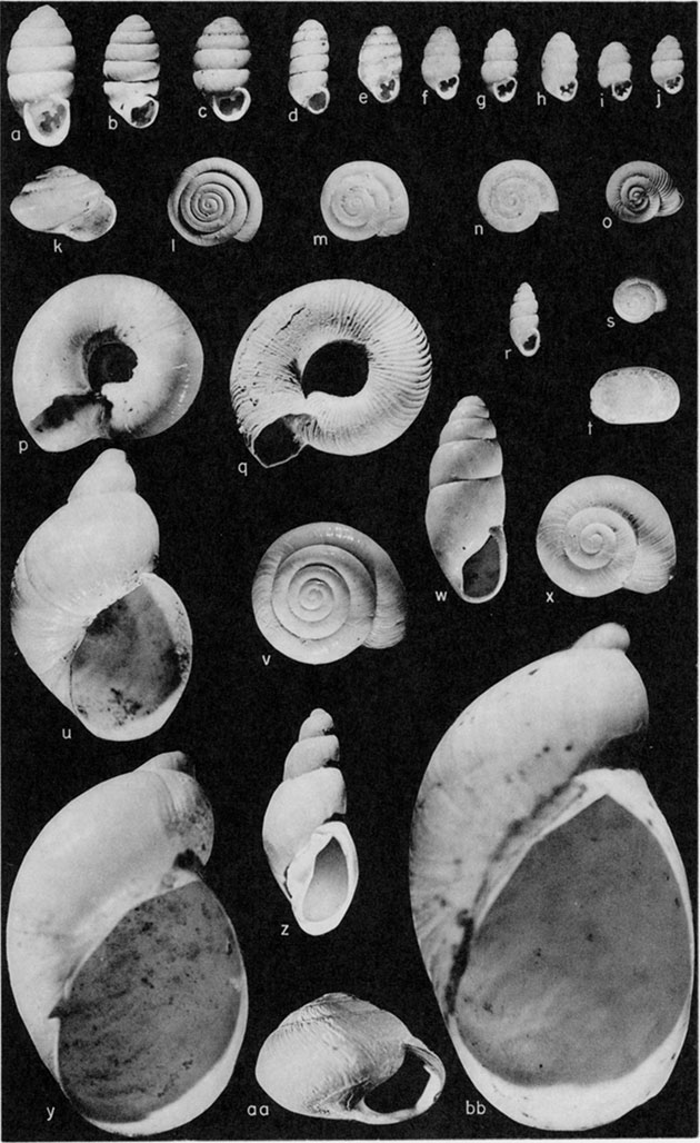 Black and white plate of samples