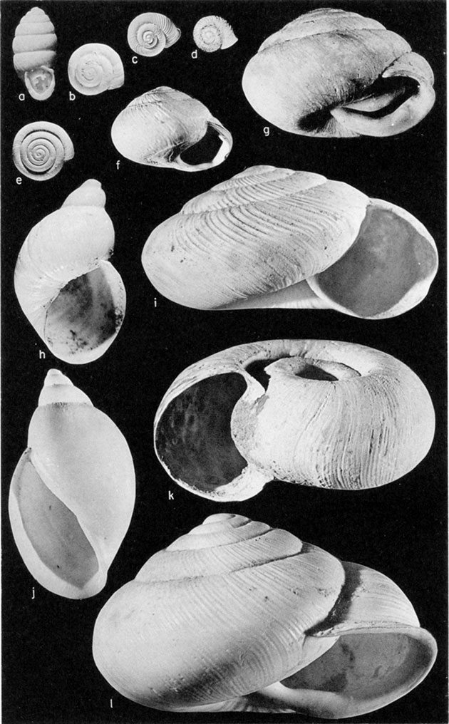 Black and white plate of samples