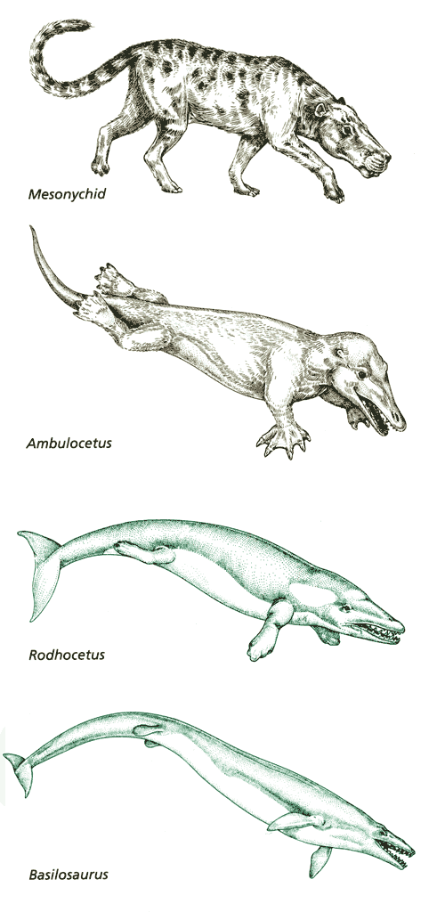 Four phases in evolution of whales (from 55 to 42 million years ago).