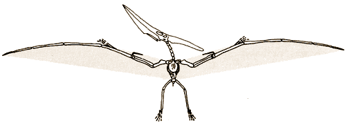 Drawing of Pteranodon skeleton.