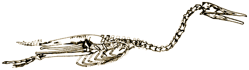 Drawing of Parahesperornis skeleton.