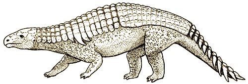 Drawing of Silvisaurus dinosaur.