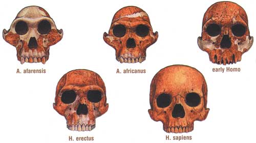 5 hominid skulls showing trend toward larger brain size, other changes.