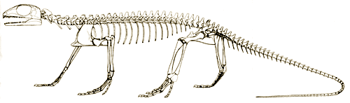 skeleton of early reptile
