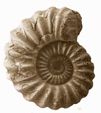 Black and white photo of ammonoid shell.