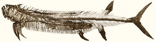 Black and white photo of fossil fish.