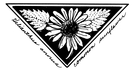 Helianthus annuus; common sunflower