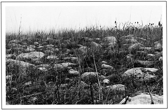 Field of Glacial Boulders South of Wamego in Wabaunsee County.