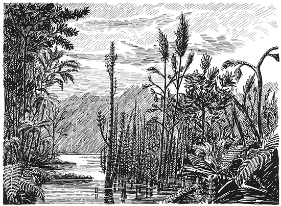 Sketch of a Nonmarine Coal Swamp during Pennsylvanian Period in Eastern Kansas.