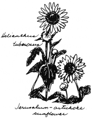 Helianthus tuberosus; Jerusalem-artichoke sunflower.
