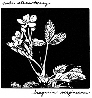 Fragaria virginiana; wild strawberry
