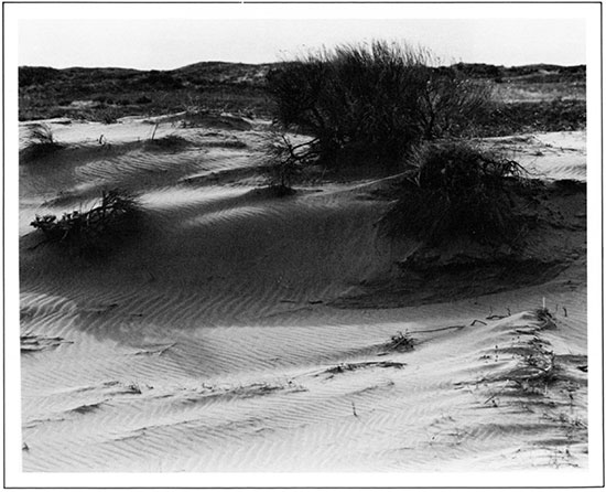 Dune Sand near the Arkansas River in Hamilton County.
