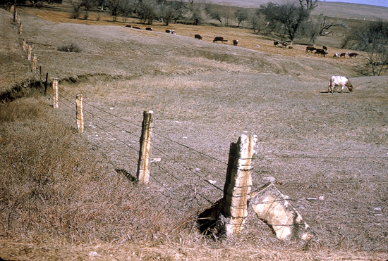 Rock fence posts, Mitchell County.