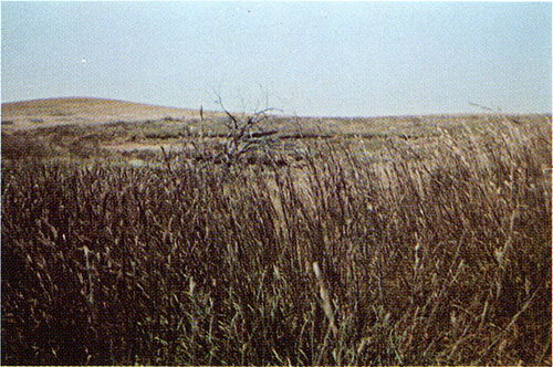 Blue stem and other prairie grasses.