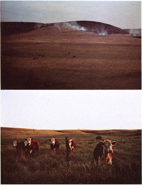 Controlled burning of Flint Hills pastures in early spring removes the coarse old grass and is followed by growth of tender new grass which cattle relish.