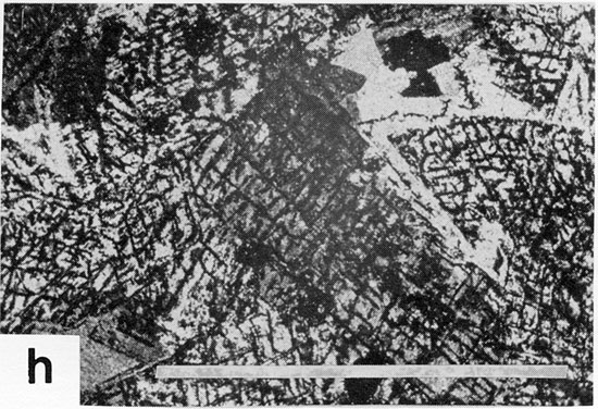 Black and white photomicrograph.