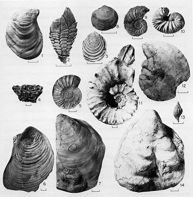 Black and white photos of 14 fossils from Fairport and Blue Hill Mbrs of Carlile Sh.