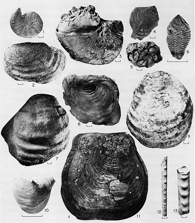 Black and white photos of 13 fossils from Niobrara Chalk and Pierre Shale.