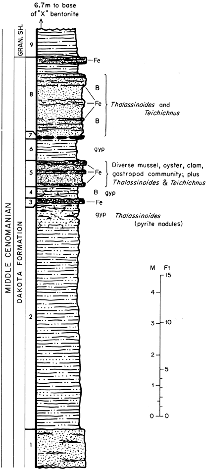 Dakota Formation section showing burrow locations.