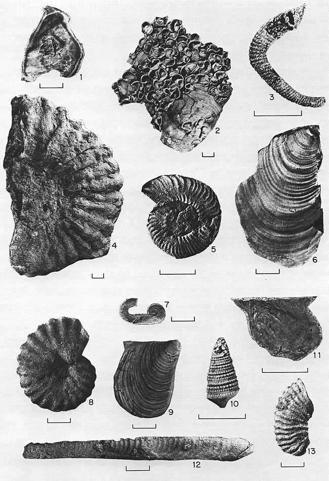 Black and white photos of 13 fossils from Lincoln and Hartland Mbrs of Greenhorn Ls.