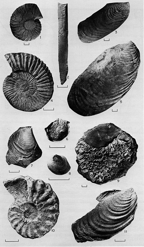 Black and white photos of 11 fossils from Jetmore and Pfeifer Mbrs of Greenhorn Ls.