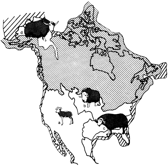 Map of North America showing faunal provinces; shrub-ox to west, tundra muskox in upper Mississippian to east, woodland muskox in southeast.