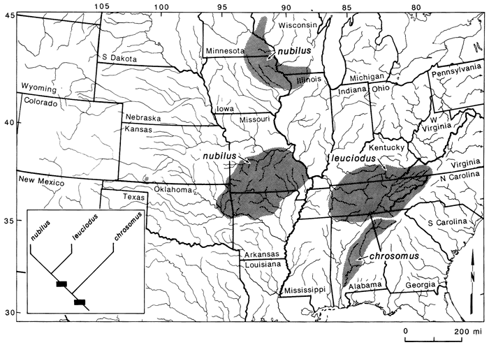 Notropis nubilus found in Wisconsin-Minnesota-Iowa-Illinois area, and in Kansas-Missouri-Arkansas-Oklahoma; Notropis leuciodus found in Kentucky-Tennessee; Notropis chrosomus in Alabama and Georgia.