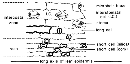 Cross section of corn leaf showing opaline cells.