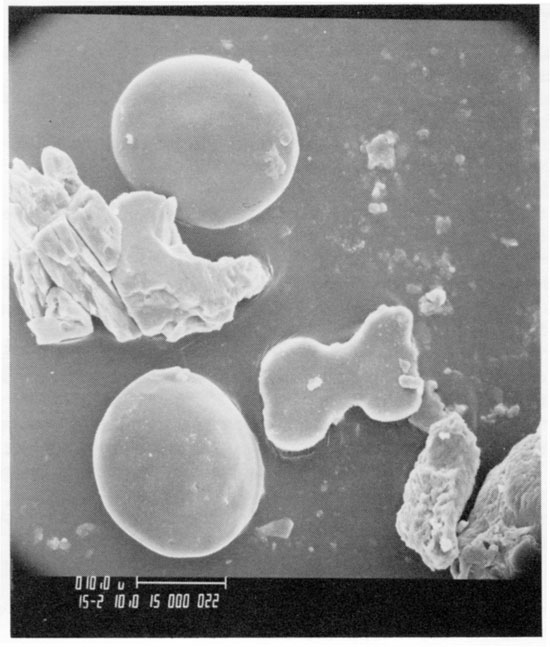 Black and white scanning-electron microscope photo of grass phytoliths and pollen.