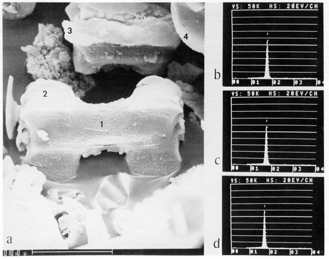 Black and white scanning-electron microscope photo of grass phytoliths as well as three x-ray fluorescence analyses.