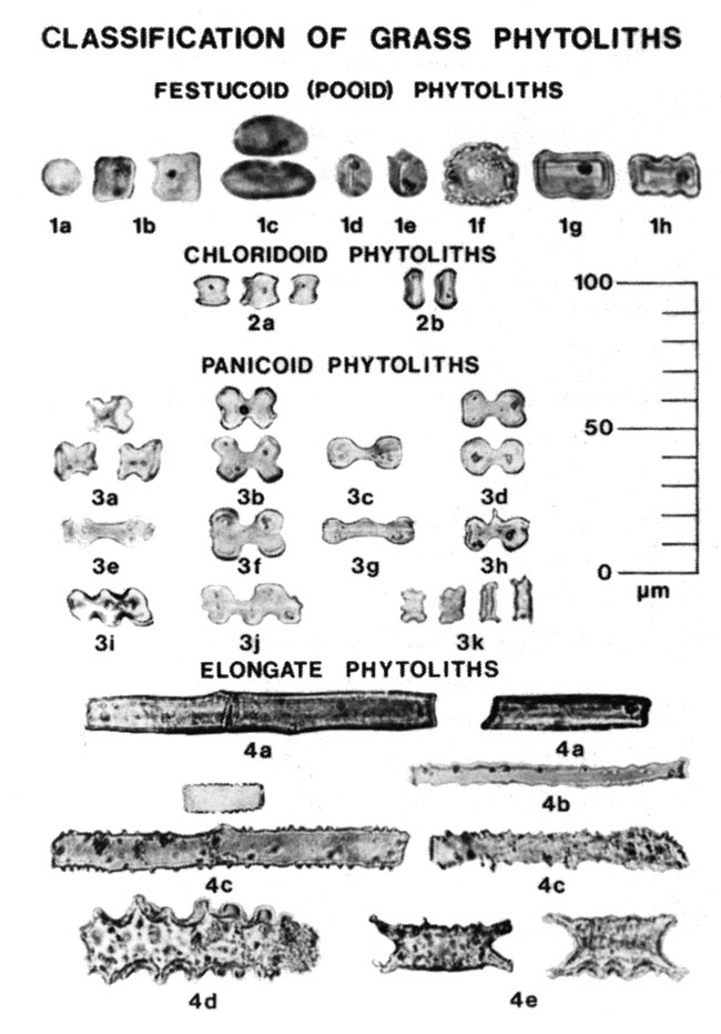 Black and white images of phytoliths.