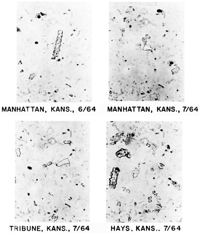 Four black and white photomicrographs of grass phytoliths.