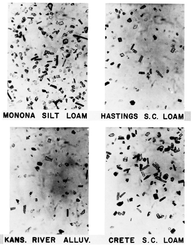 Four black and white photomicrographs of grass phytoliths.